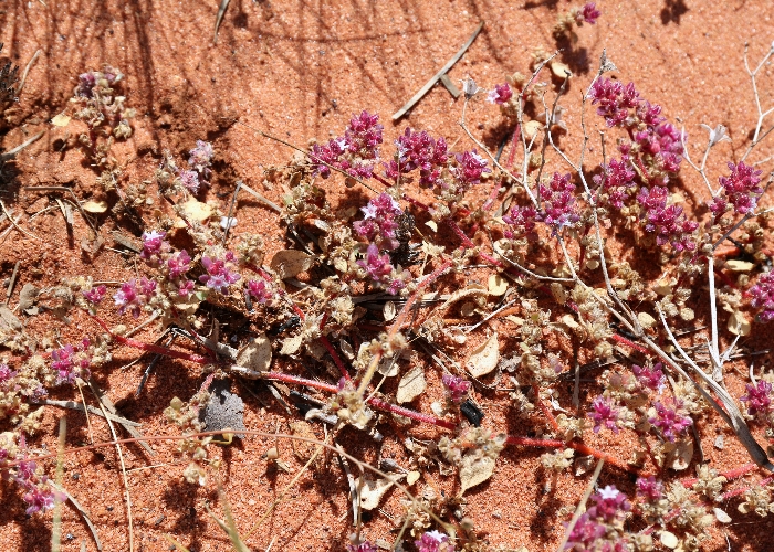 Australian Desert Plants Aizoaceae
